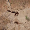 Common Dwarf Mongoose