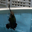 Hummingbird