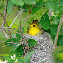 Yellow Warbler