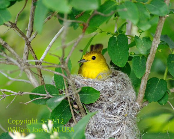 Spotting Image 1