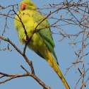 Rose-ringed Parakeet