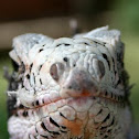 Green Iguana