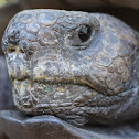 Gopher Tortoise