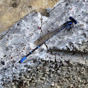 Bluetail Damselfly