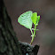 Black alder, aliso
