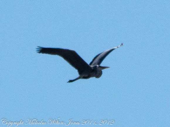 Spotting Image 1