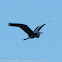 Grey Heron; Garza Real