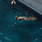 Duck, Mallard