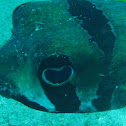 Black blotched Porcupinefish