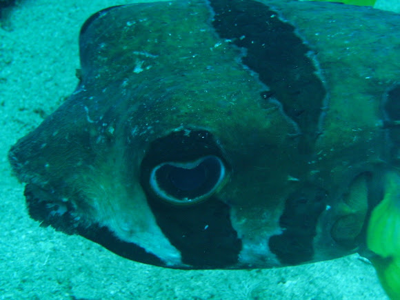 Spotting Image 1