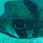 Black blotched Porcupinefish