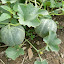 Cantaloupe