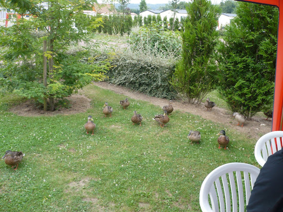Ænder