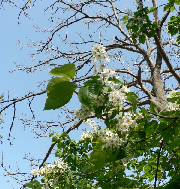 Treeing Satoc エゾノウワミズザクラ Treeing Satoc エゾノウワミズザクラ