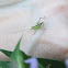 Katydid