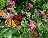 DSCF0022.JPG