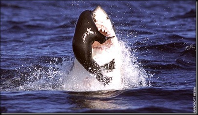 SHARK0~2
