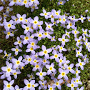 Bluet