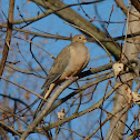 Mourning Dove