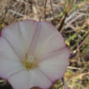 Morning Glory