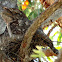 Papuan Frogmouth