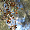 Monarch butterfly