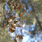 Monarch butterfly