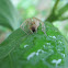 Unknown Spider