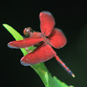 Ramburi Red Parasol