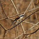 Long tailed shrike