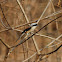 Long tailed shrike