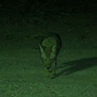 Desert Coyote