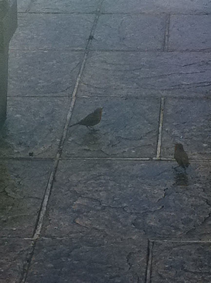 Spotting Image 1