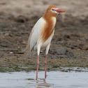 Cattle Egret