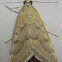 Garden Webworm Moth