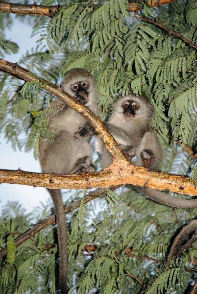 Vervet Monkey | Project Noah