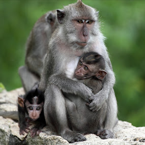 by Darrin James - Animals Other Mammals