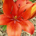 Daylily ?