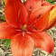 Daylily ?