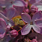 Carpocoris purpureipennis