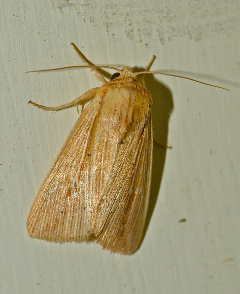 Spotting Image 1