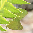 Common or Lemon Migrant
