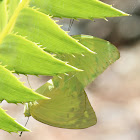 Common or Lemon Migrant
