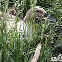 Duck (female)