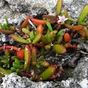 Purslane
