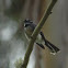 Grey Fantail 