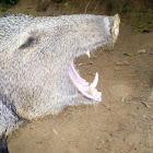 pecari, puerco de monte
