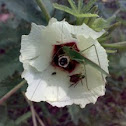 एक अज्ञात ( Unknown ) टिड्डा
