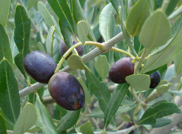[olivesoctober_1_16.jpg]
