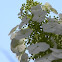 Oakleaf Hydraenga